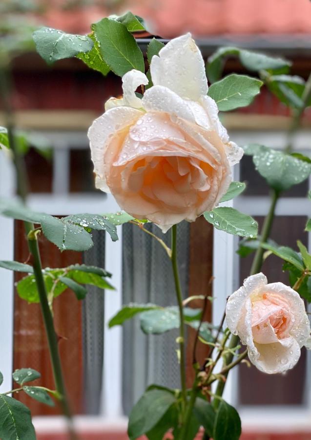 Flower Street Svitjaz Eksteriør bilde